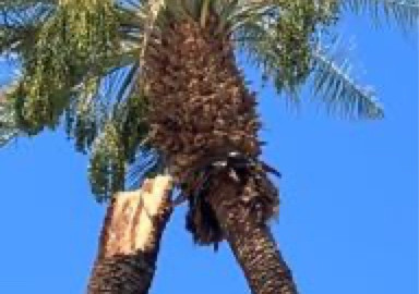 fallenpalms2